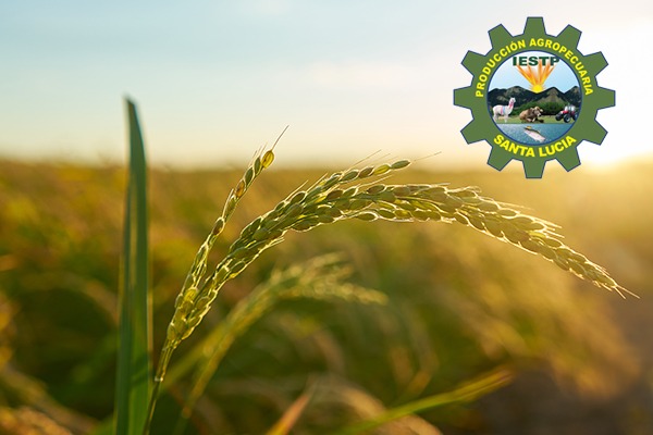 Producción Agropecuaria